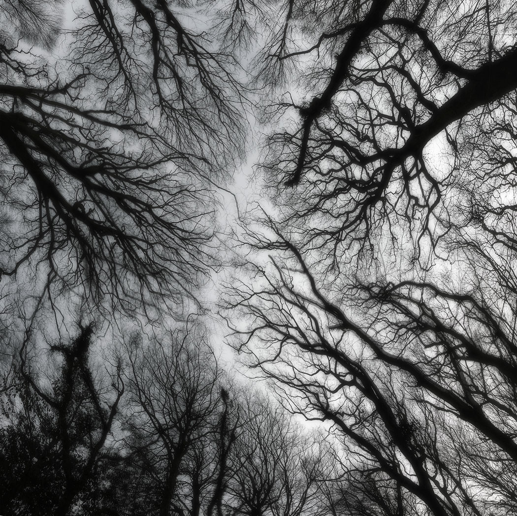 Photographie noir et blanc d'une vue en contre plongée de la cime d'arbre