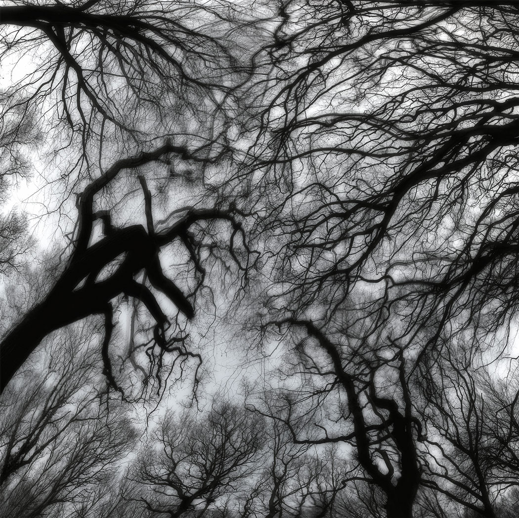 Photographie noir et blanc d'une vue en contre plongée de la cime d'arbres fantômatique
