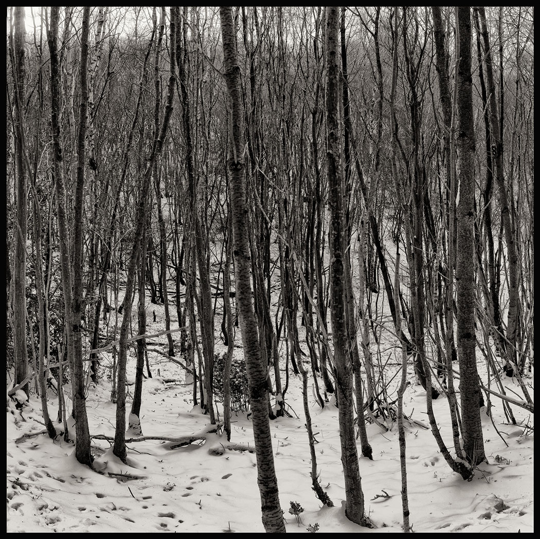 Photographie noir et blanc du bas des arbres dans une forêt enneigée