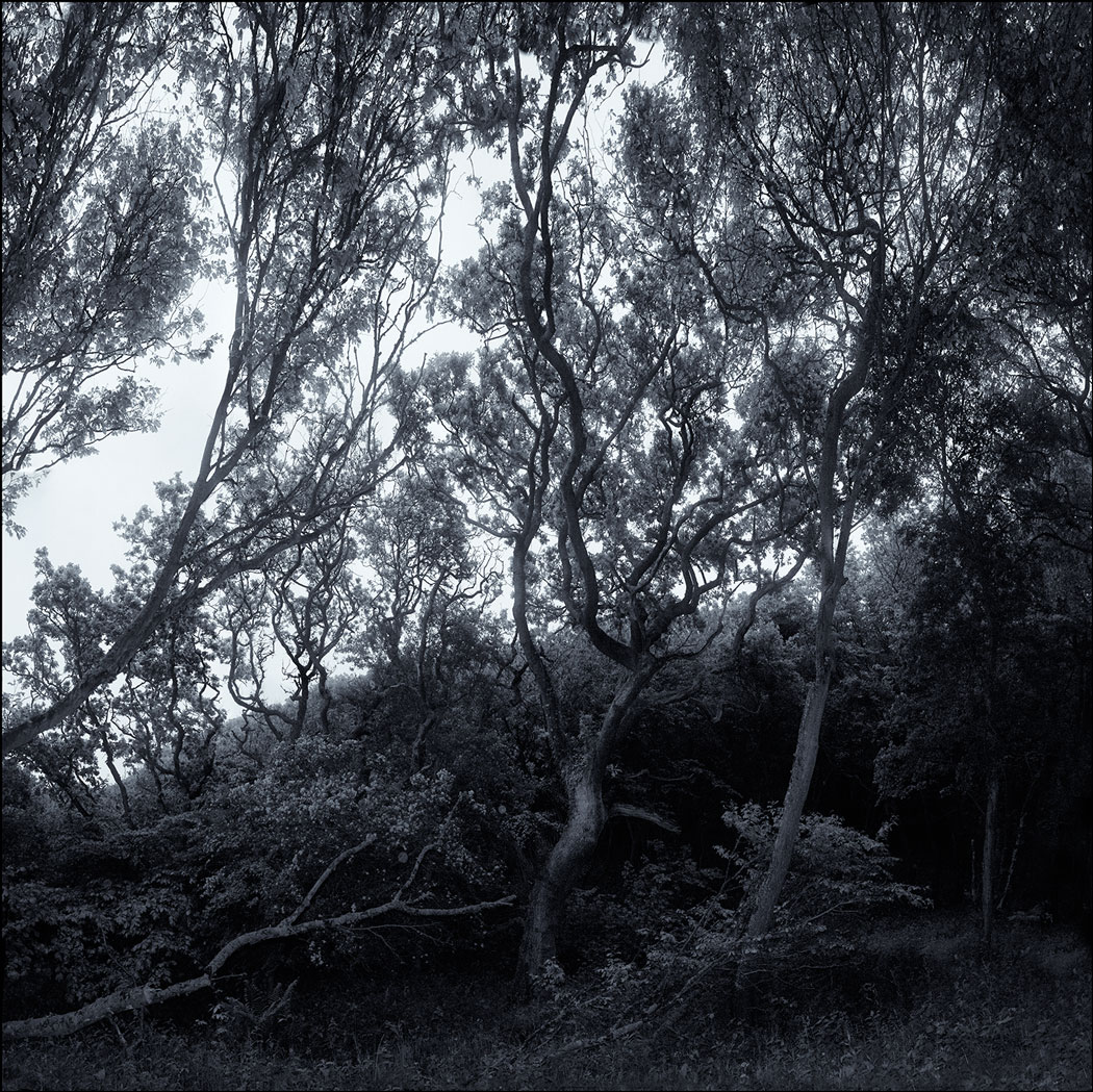 Photographie noir et blanc des branches, feuilles et tronc de quelques arbres