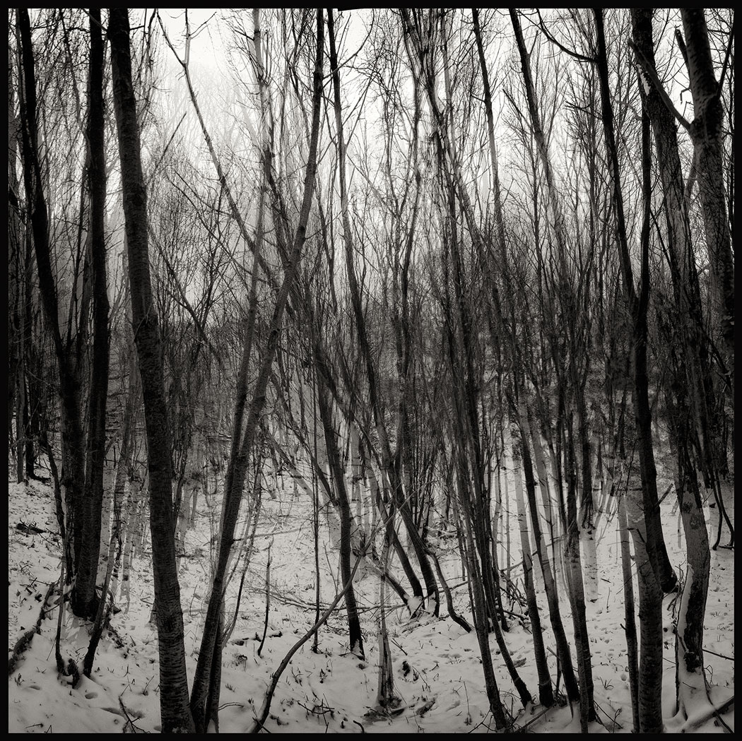 Photographie numérique noir et blanc d'arbres dans une forêt enneigée