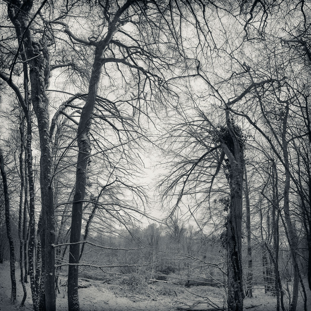 Photographie numérique noir et blanc d'une clairière surexposée d'arbres en hiver