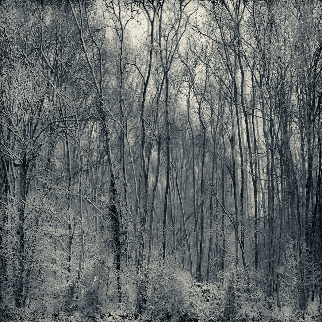 Photographie numérique noir et blanc d'une forêt enneigée