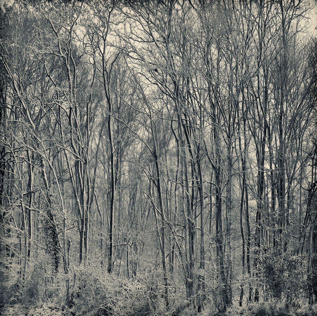 Photographie numériqu d'une forêt enneigée