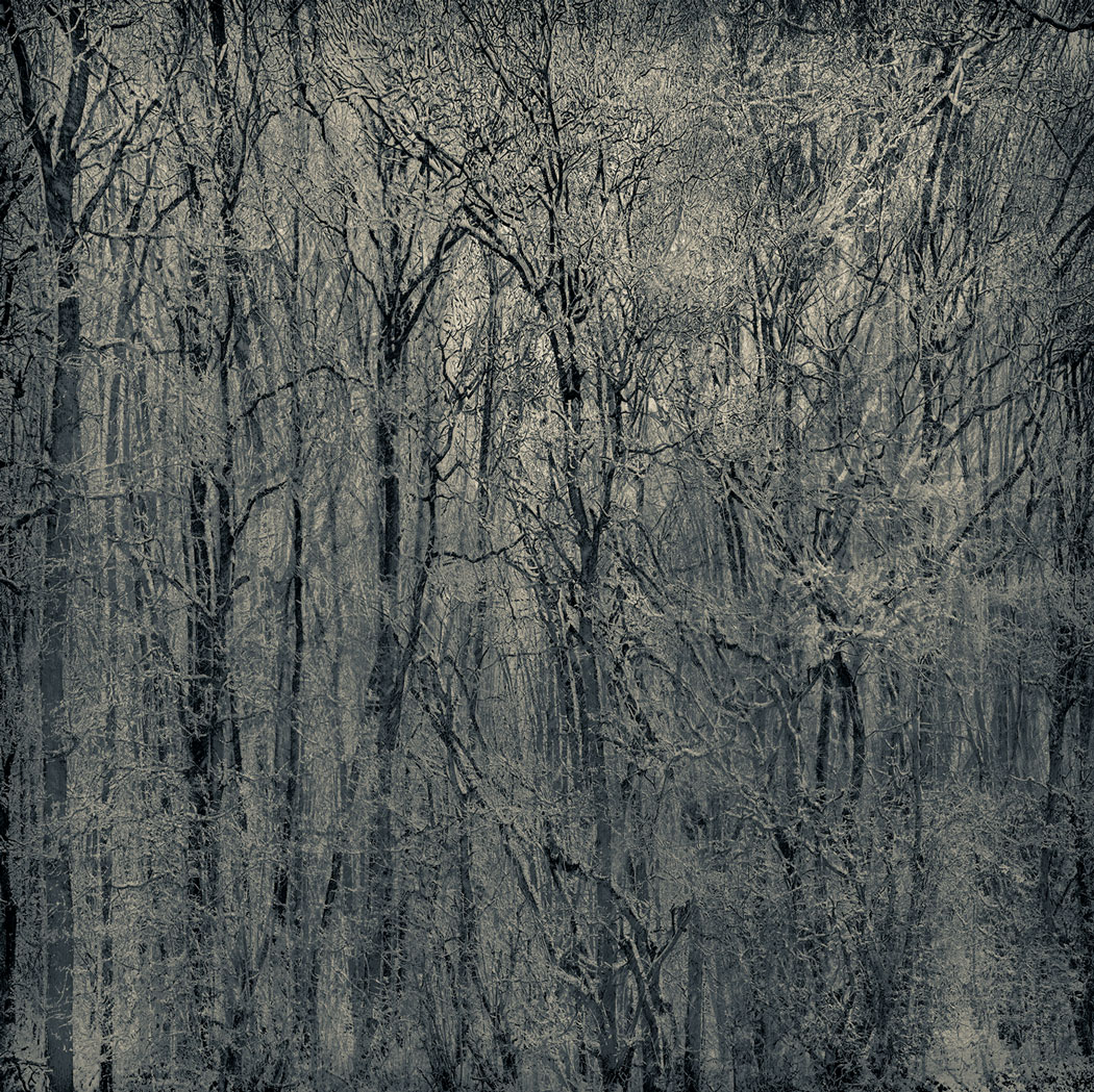 Photographie numérique noir et blanc des branches d'arbres dans une forêt enneigée