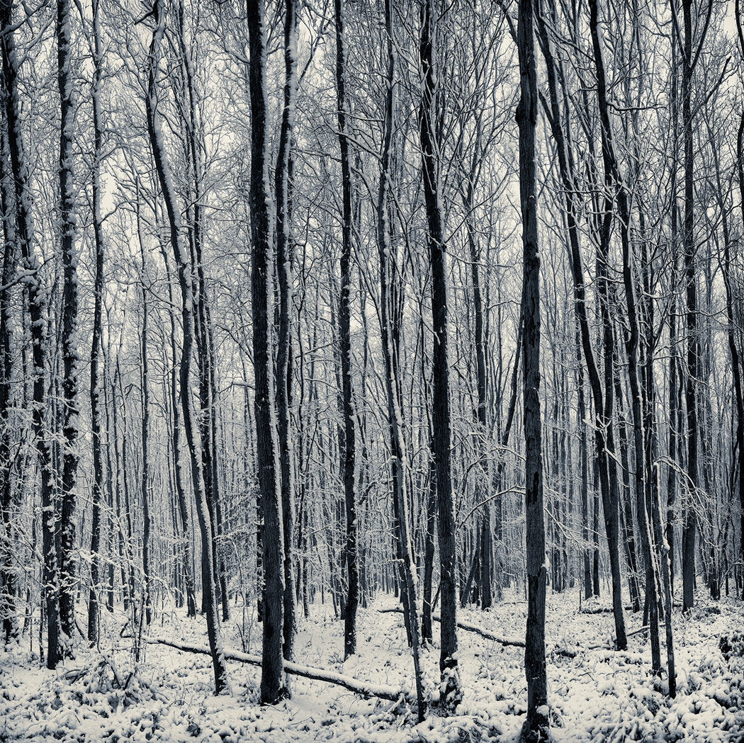 Photographie numérique noir et blanc des troncs d'arbres dans une forêt enneigée