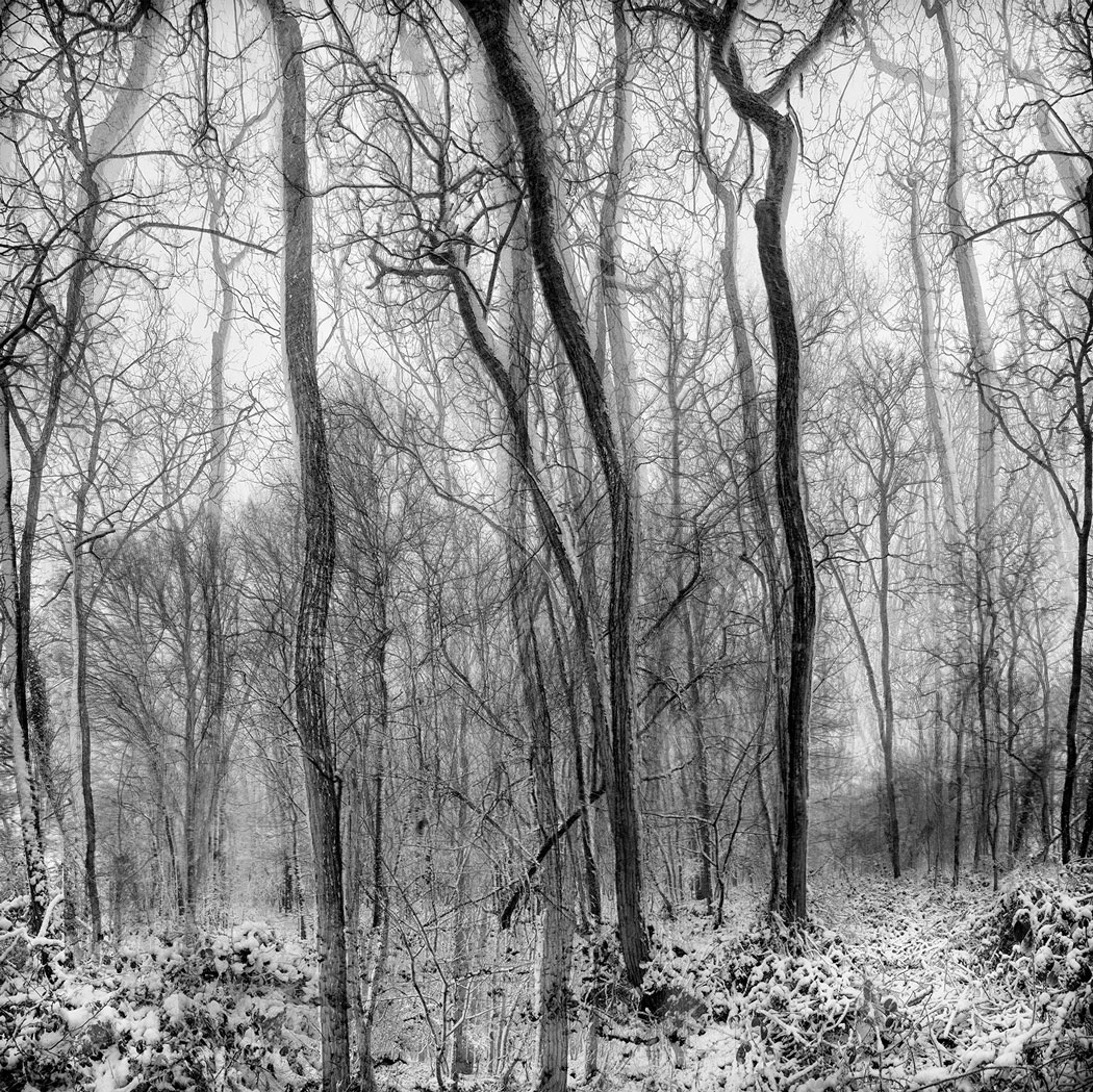 Photographie floue au numérique noir et blanc d'une forêt enneigée