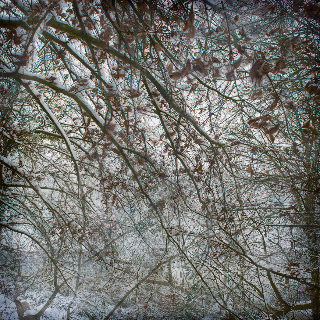 Photographie au numérique en noir et blanc des cimes d'arbres enneigées dans une forêt