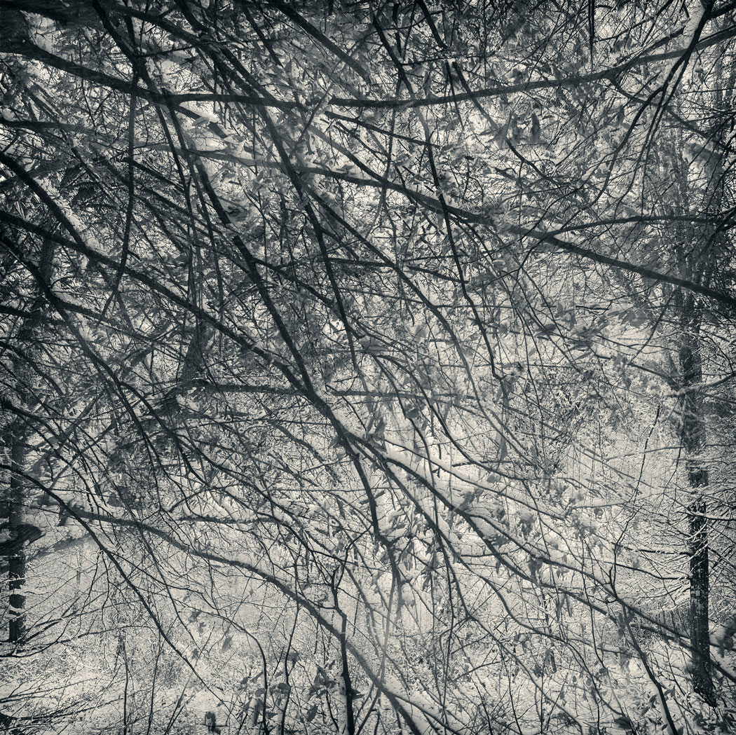 Photographie floue au numérique en noir et blanc des cimes d'arbres enneigées dans une forêt d'Escorpain