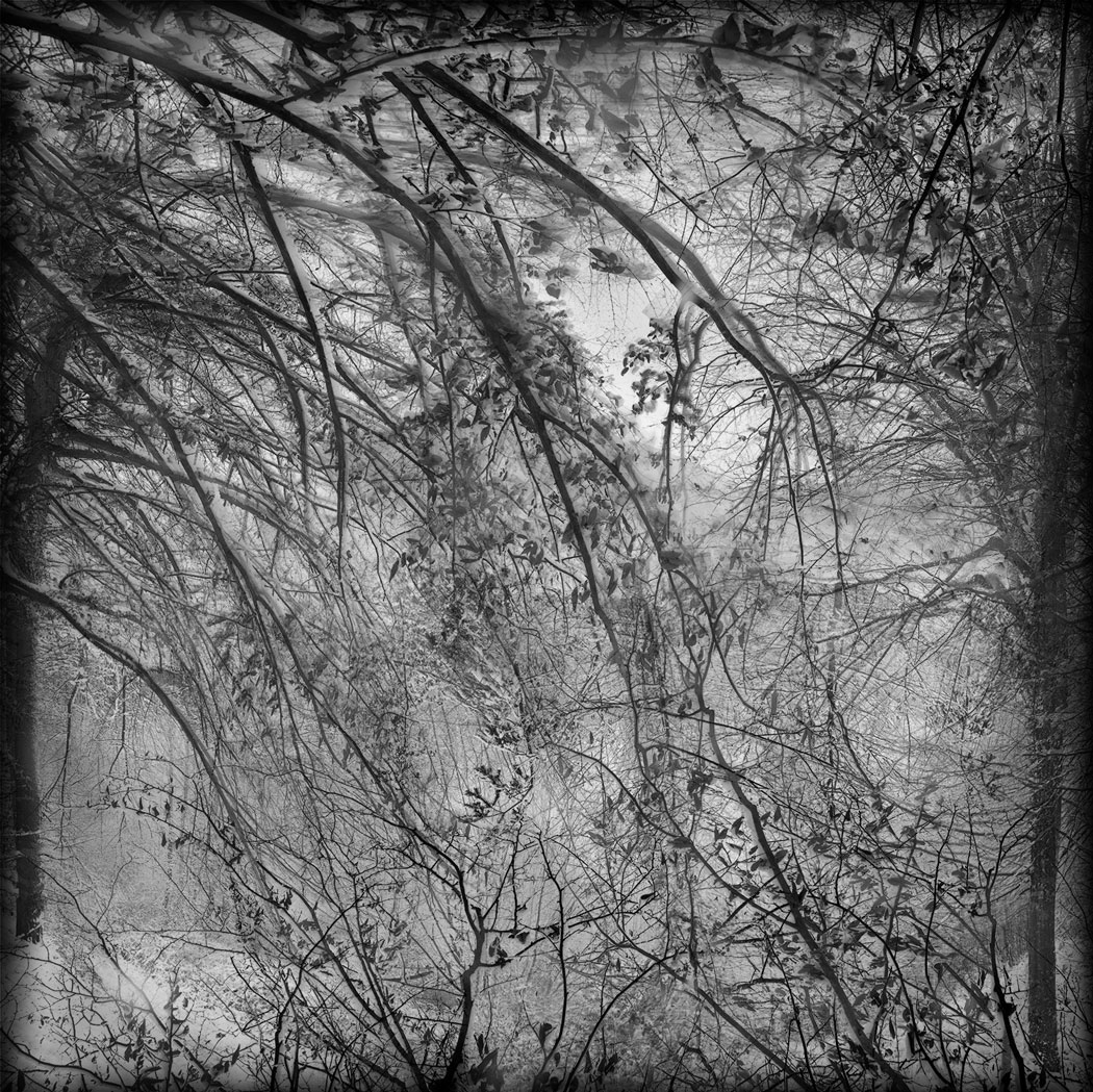 Photographie au numérique en noir et blanc des cimes d'arbres enneigées dans une forêt en Eure et Loir