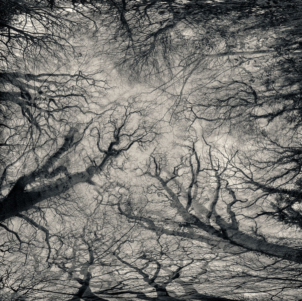 Photographie au numérique en noir et blanc et contre-plongée des cimes d'arbres dans une forêt