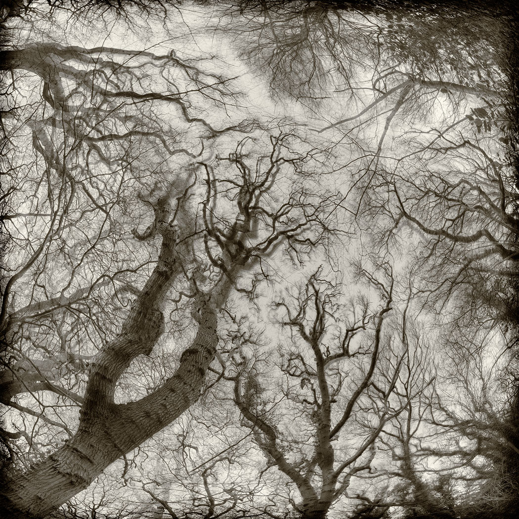 Photographie au numérique sépia en contre-plongée des cimes d'arbres dans une forêt