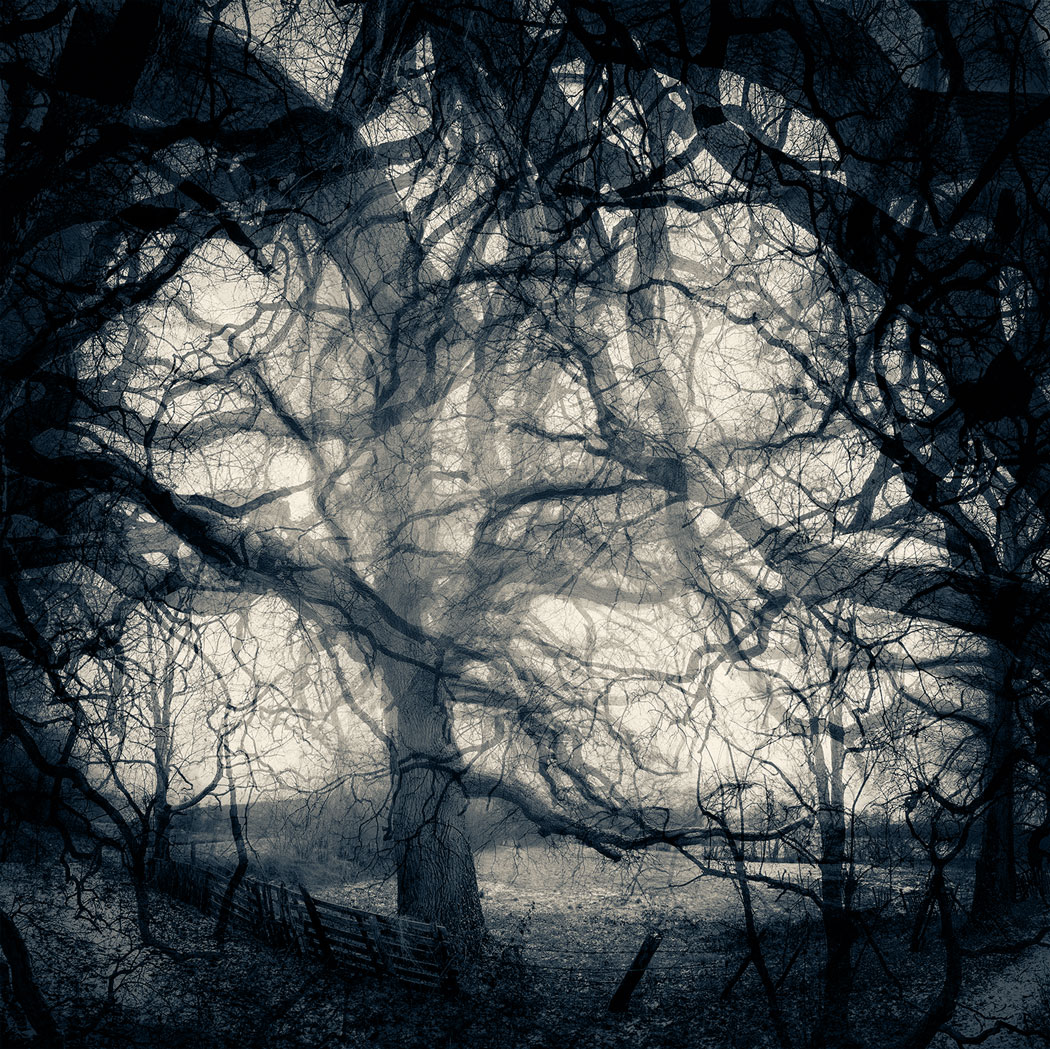 Photographie au numérique en noir et blanc d'arbres à l'orée d'une forêt