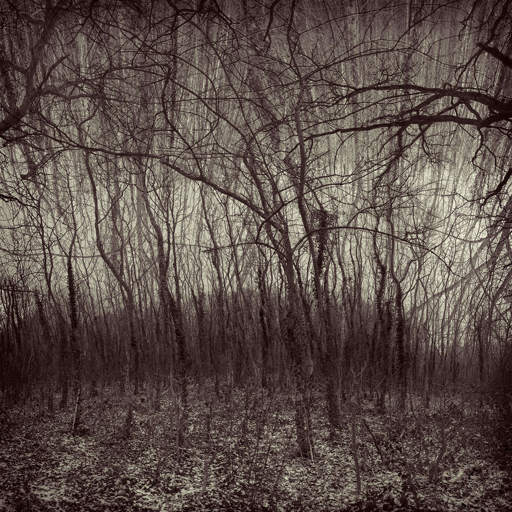 Photographie au numérique teintée rouge d'arbres d'une forêt