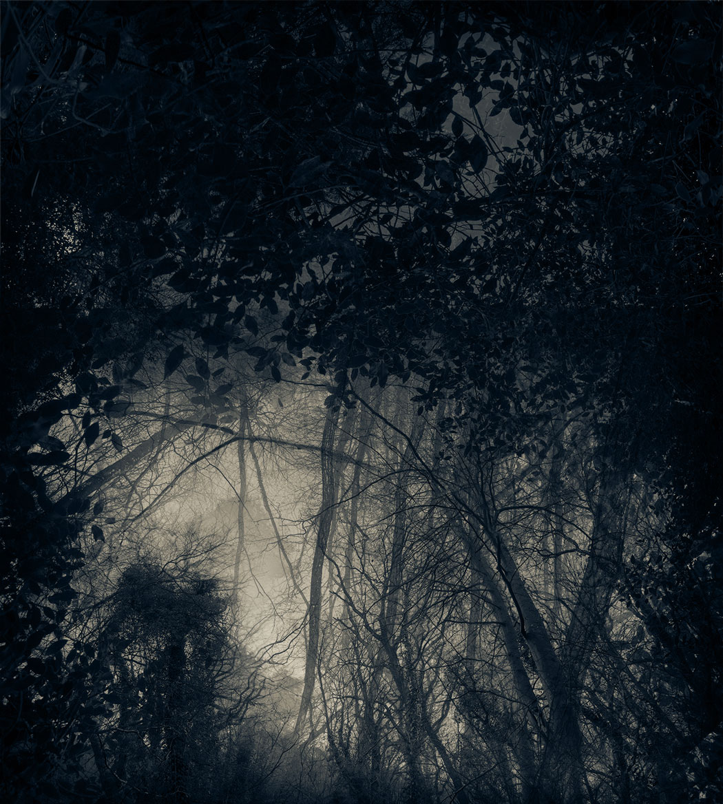 Photographie sombre au numérique des cimes d'arbres d'une forêt