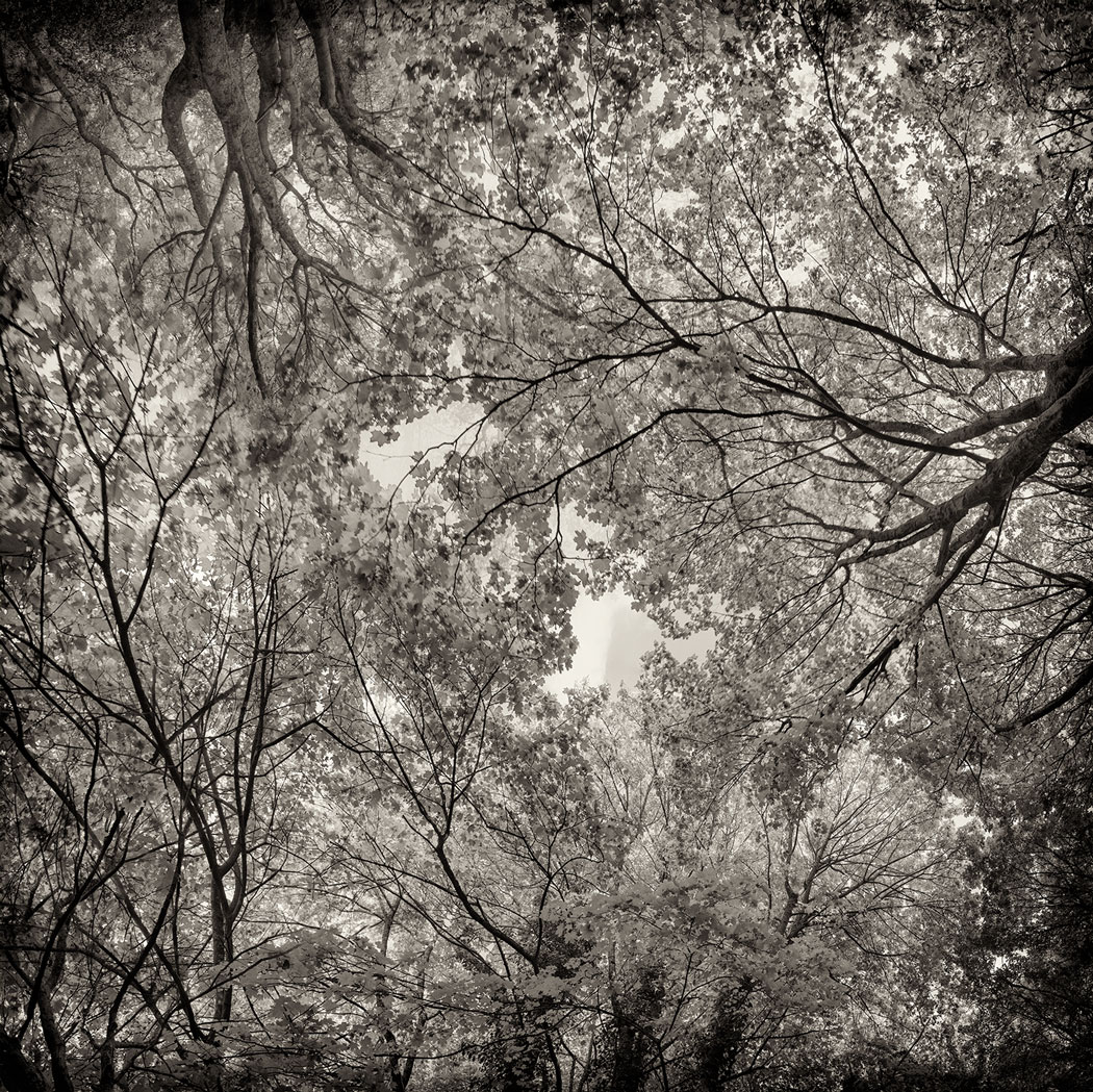 Photographie sur-exposé au numérique des cimes d'arbres d'une forêt