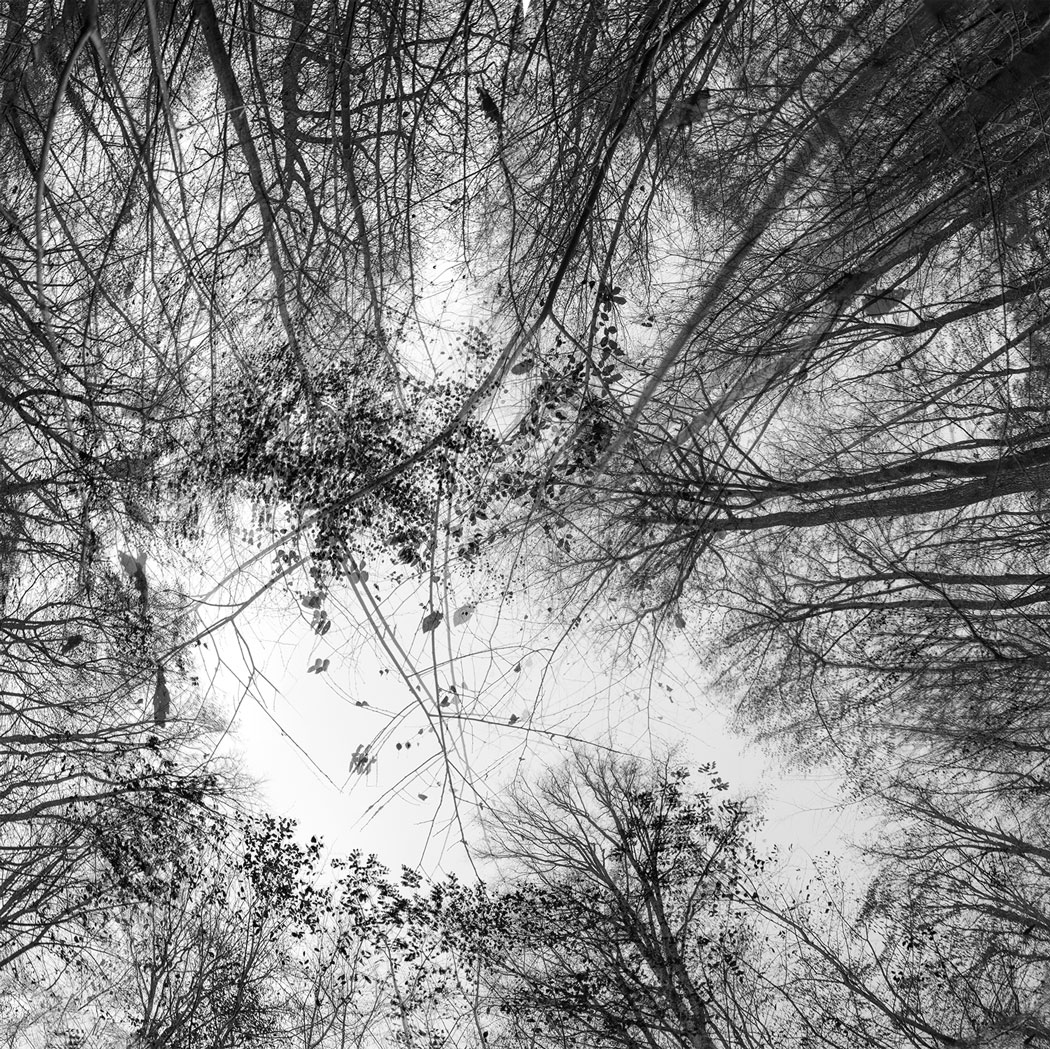 Photographie au numérique des cimes d'arbres avec quelques feuilles