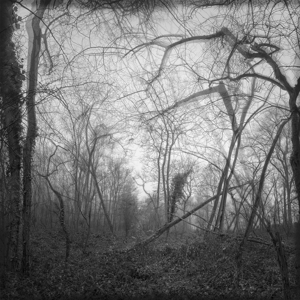 Photographie au numérique d'arbres tombés d'une forêt
