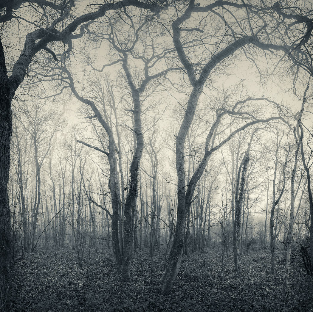Photographie noir et blanc au numérique d'une forêt
