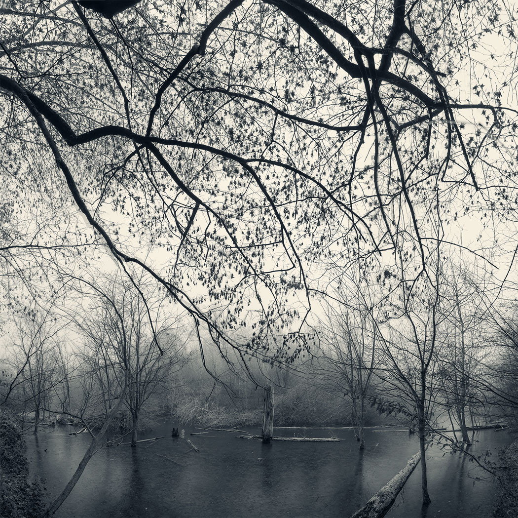 Photographie des arbres et d'un point d'eau dans la forêt en Eure et Loir