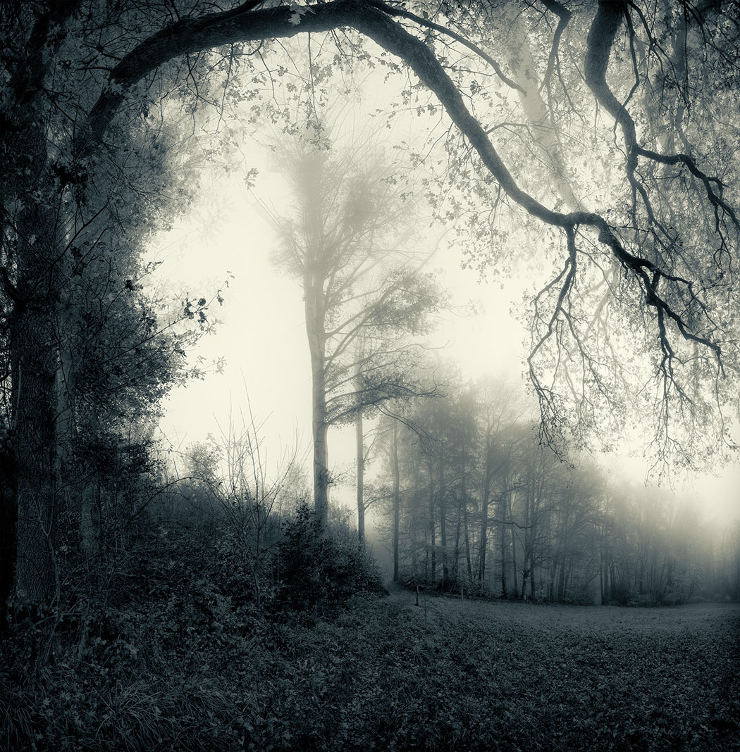 Photographie numérique noir et blanc à l'orée d'une forêt