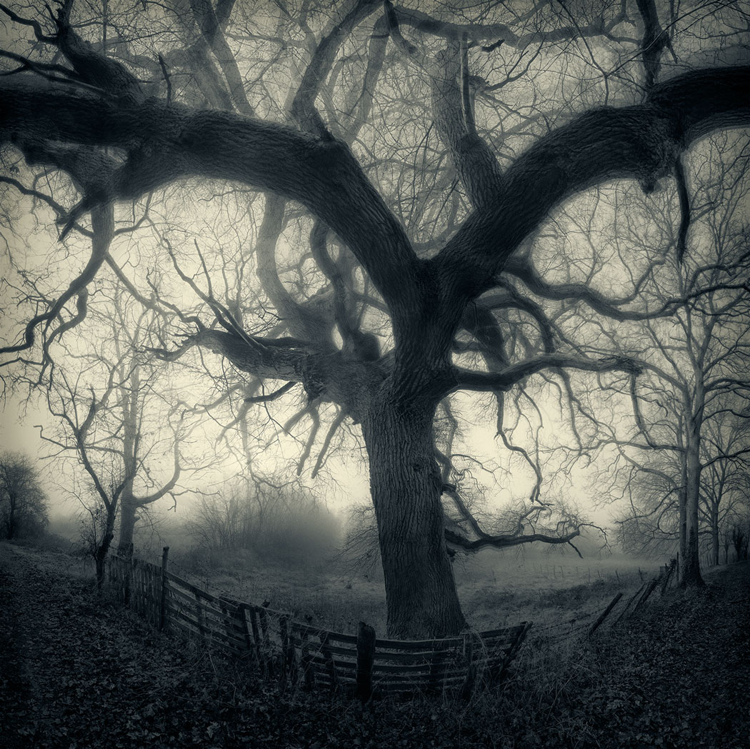 Photographie numérique fantomatique d'un arbre proche d'un près